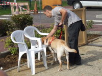 Foto: Ein Fhrhund zeigt einen leeren Stuhl an.