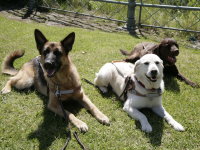 Photo: Trois chiens guides couchs dans l'herbe.