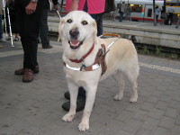 Photo: Le chien guide Urak observe ce qui se passe.