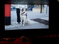 Foto: Unser neuer Film auf der grossen Kinoleinwand.