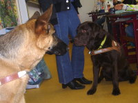 Photo: Les chiens guides Clochette et Toy s'entendent bien.