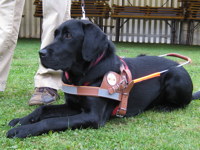 Foto: Der neue Fhrhund in Luxemburg: Cassis, der schwarze Labrador-Retriever