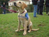 Photo: Un chien guide en ducation