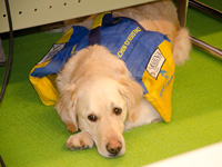 Photo: Les chiens attendent patiemment sous la table.