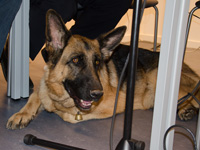 Photo: Sous la table la chienne guide Clochette observe l'vnement.