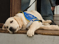 Photo: Un chiot qui ne veut rien savoir de ses alentours.