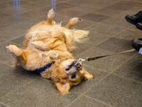 Photo: Le chien d'assistance Urban se sent apparemment trs bien.