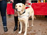 Foto: Fhrhund Donald findet die vielen Hunde auf dem Platz interessant.