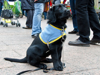 Foto: Jeder Fhrhund fangt mal klein an.