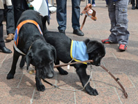 Foto: Zwei Hunde finden genug Zeit zum spielen.