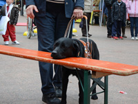 Photo: Un chien guide propose un sige en plaant son museau sur le banc.