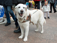 Fhrhund Urak beobachtet das bunte Treiben