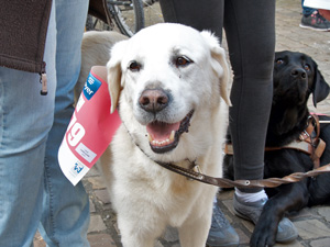 Urak, der dienstlteste Fuhrhund in Luxemburg, ist mit dabei