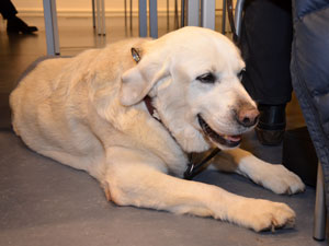 Urak, der dienstlteste Fhrhund in Luxemburg