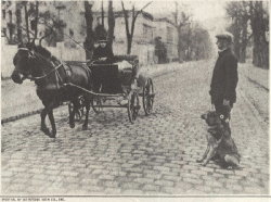 Photo: guide dog stops blind person before horse