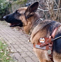 Photo: chien guide d'aveugle avec une mdaille
