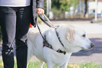 Bildbeschreibung: Fhrhund Laos im seinem Fhrgeschirr