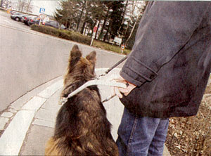 Description d'image: Le chemin sous la perspective de la chienne guide Orphe