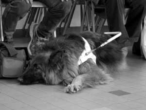 Foto: De Blannefierhond Orfee