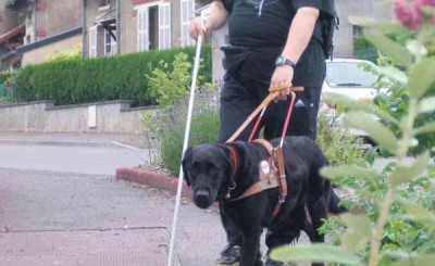 Photo: Uriane, une femelle croise golden et labrador