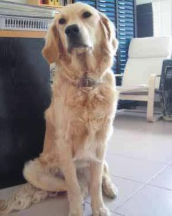 Photo: Vicky est une golden retriever de 20 mois.