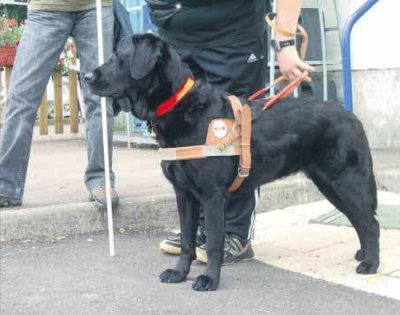 Photo: Uriane, une femelle croise golden et labrador