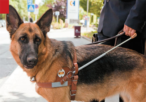 Bild: Blindenfhrhund Clochette beugt aufmerksam die nhere Umgebung um ihren Herrn Roland Welter.