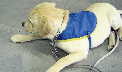 Foto: Ein Fhrhund in der Ausbildung