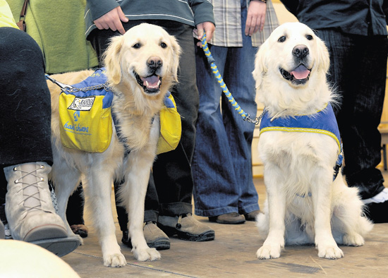 Foto: Asssistenzhunde von Rahna